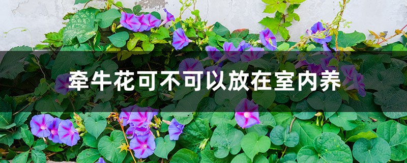 牵牛花可不可以放在室内养