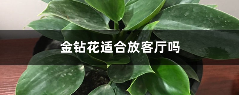 金钻花适合放客厅吗