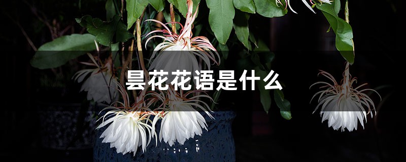 昙花花语是什么