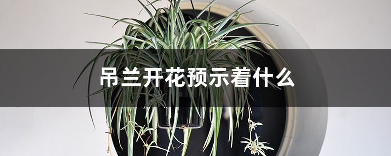 吊兰开花预示着什么