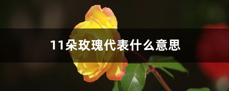 11朵玫瑰代表什么意思