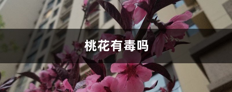 桃花有毒吗