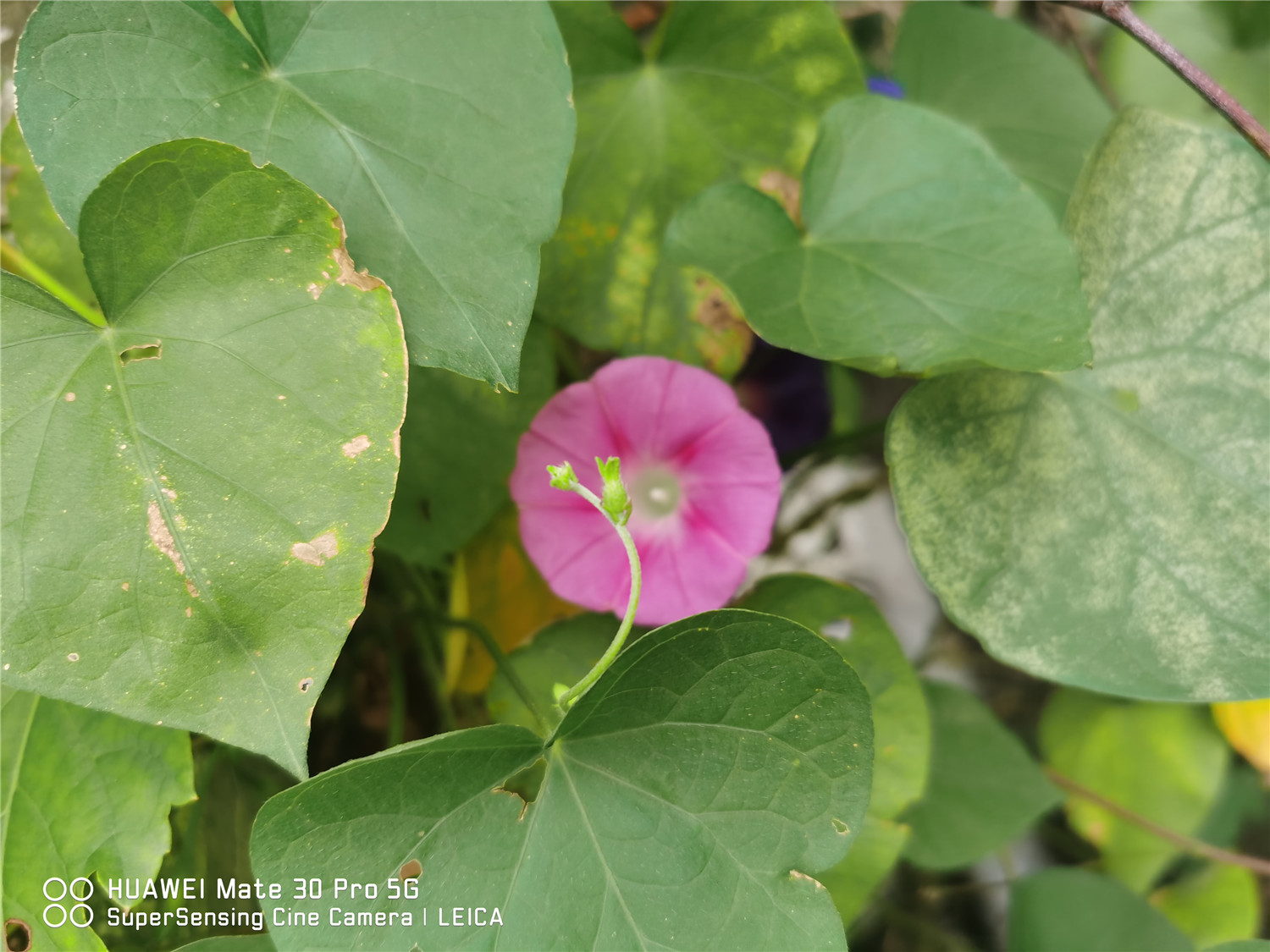 牵牛花的颜色是什么，什么时候开花