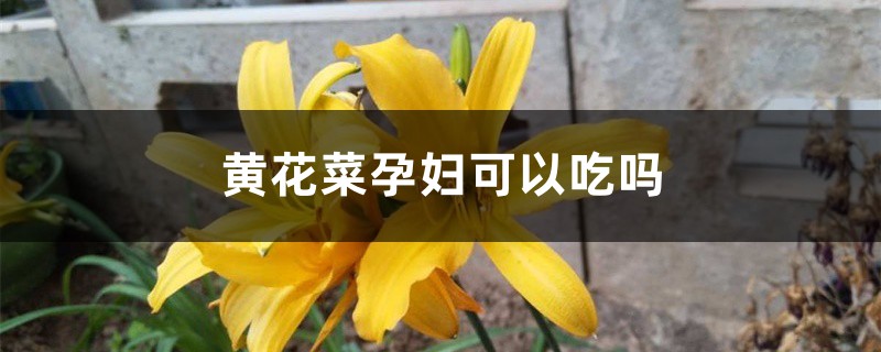 黄花菜孕妇可以吃吗，怎样做好吃