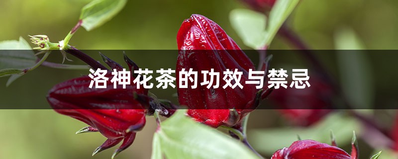 洛神花茶的功效与禁忌