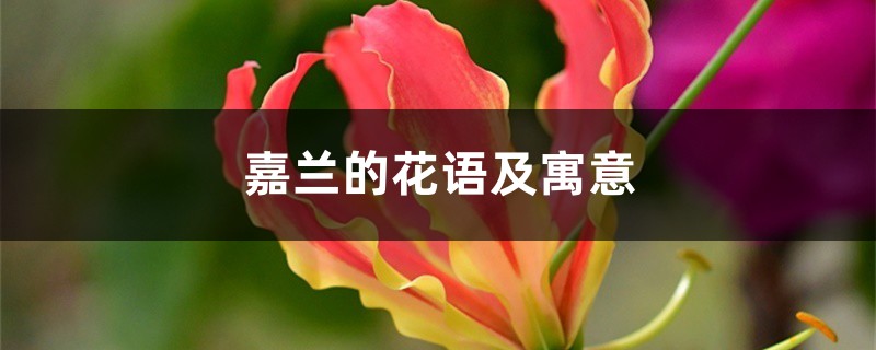 嘉兰的花语及寓意