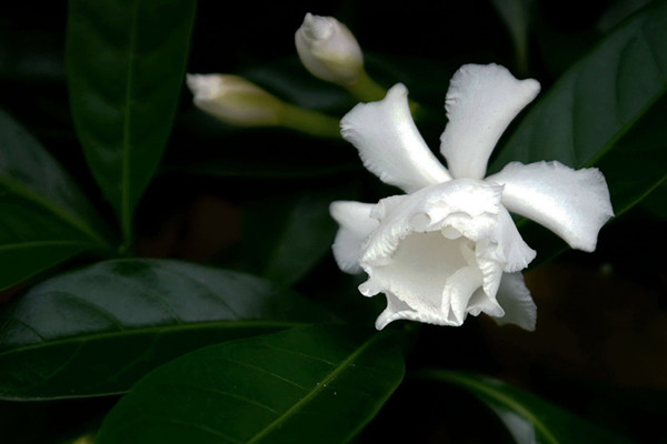 狗牙花的价值 – 花百科