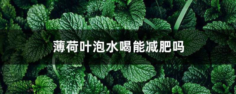 薄荷叶泡水喝能减肥吗