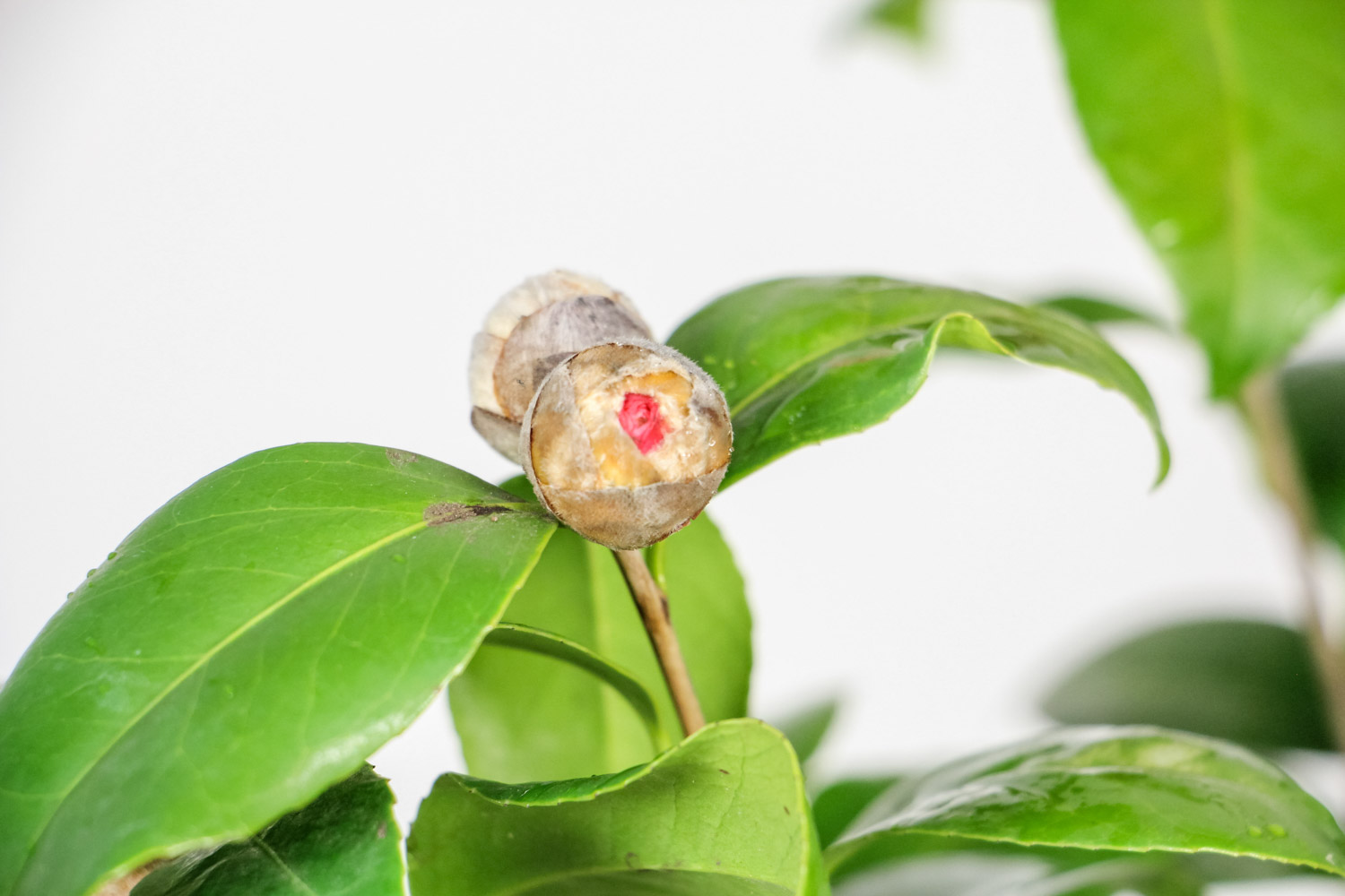 茶花能养在室内吗