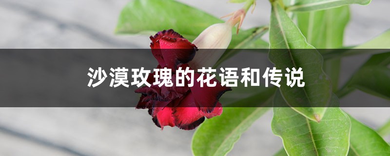 沙漠玫瑰的花语和传说