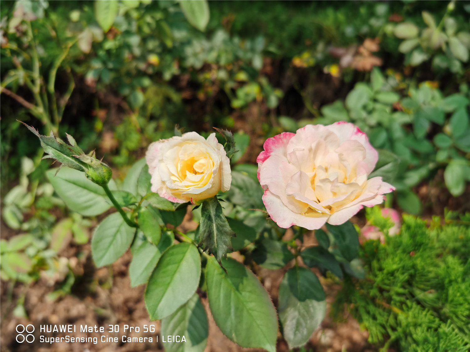 月季的花语是什么，什么时候开花