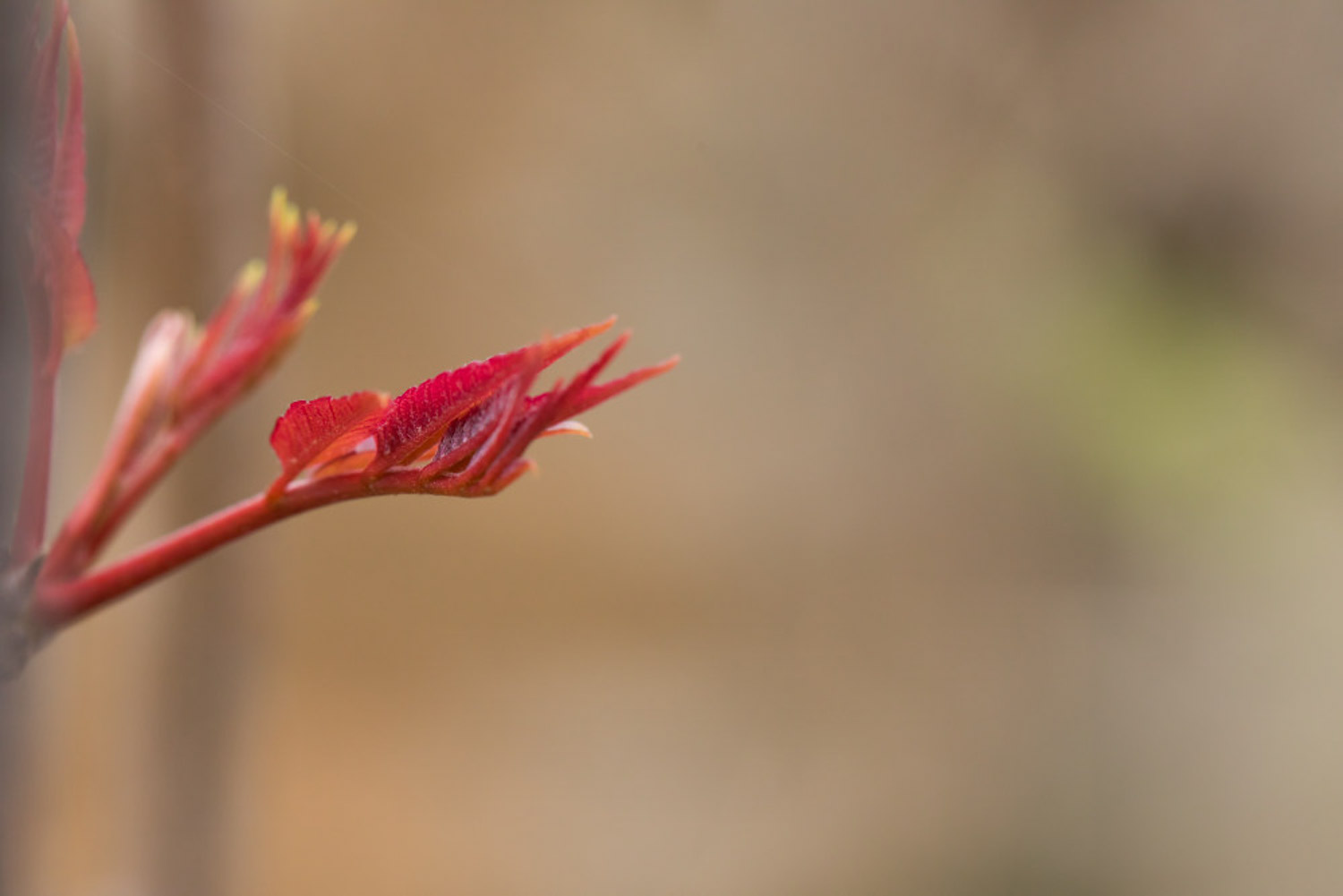 香椿芽怎样吃