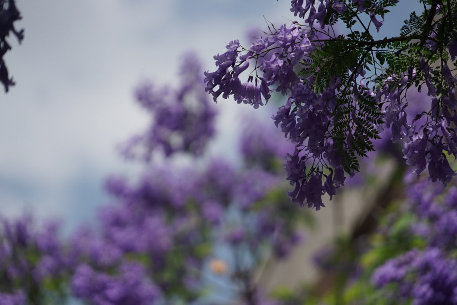 蓝花楹的花语