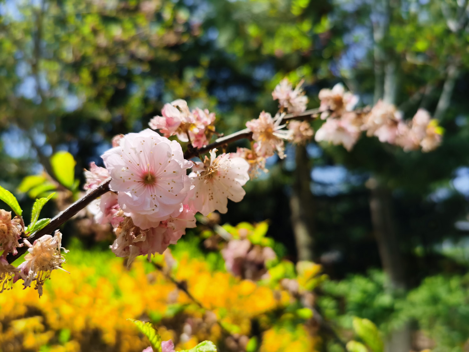 樱花花语