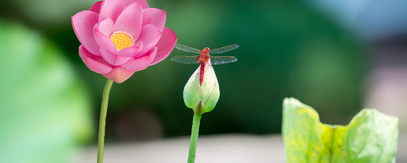 蜻蜓喜欢吃什么