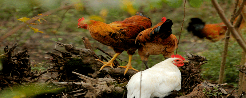 野鸡能吃吗