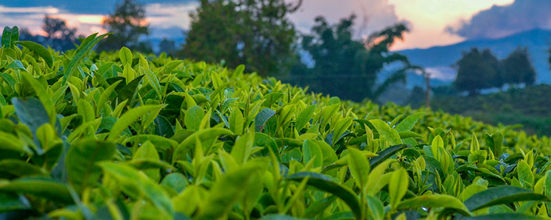 乔木茶和古树茶的区别