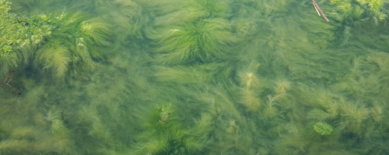 水绵是真核生物吗