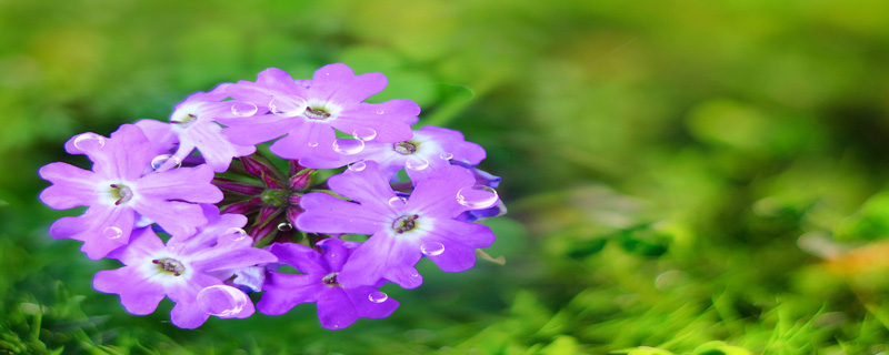 情人节送兰花是什么意思