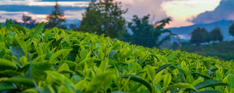 倚邦普洱茶特点