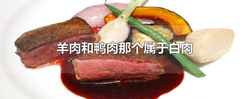 羊肉和鸭肉那个属于白肉