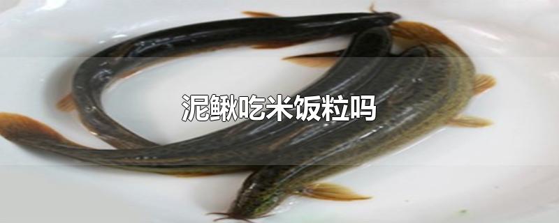 泥鳅吃米饭粒吗