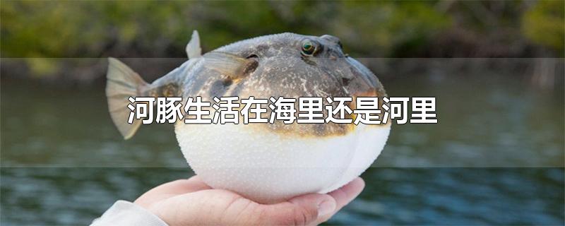 河豚生活在海里还是河里