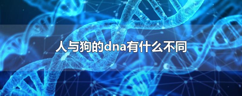 人与狗的dna有什么不同