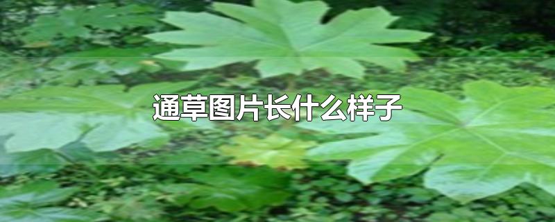 通草图片长什么样子