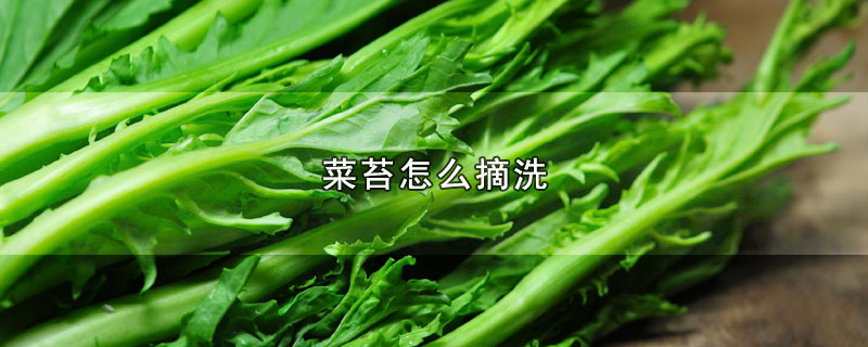 菜苔怎么摘洗