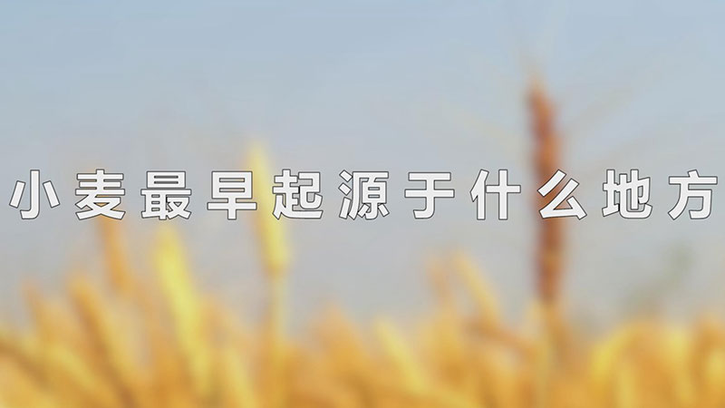 小麦最早起源于什么地方