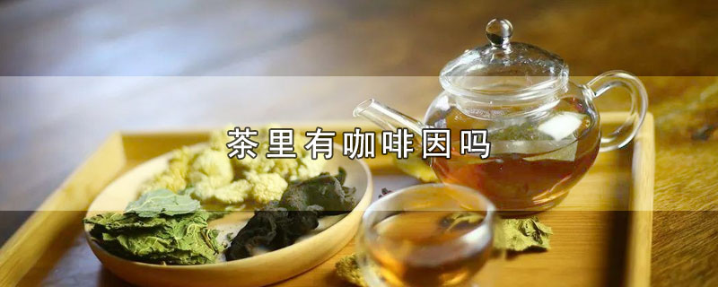 茶里有咖啡因吗