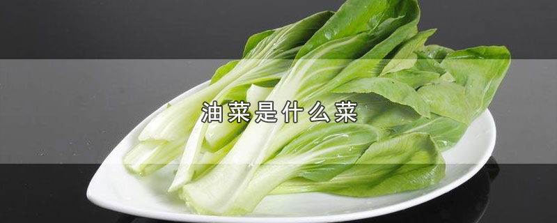 油菜是什么菜