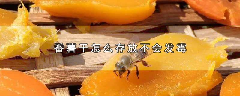 番薯干怎么存放不会发霉