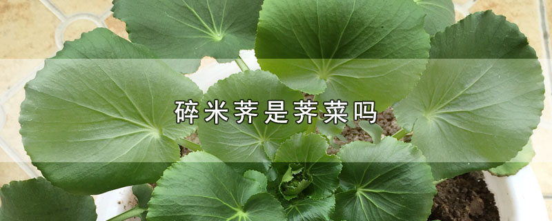 碎米荠是荠菜吗