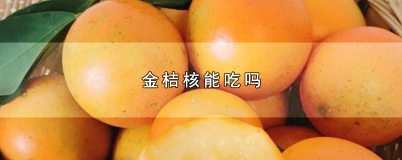 金桔核能吃吗