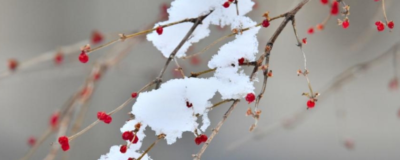 关于雪的歌词有哪些