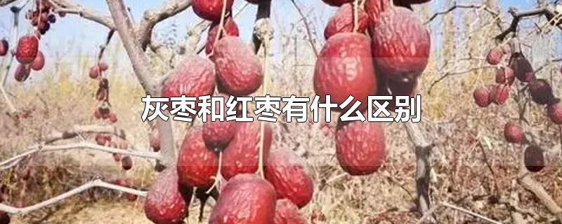 灰枣和红枣有什么区别