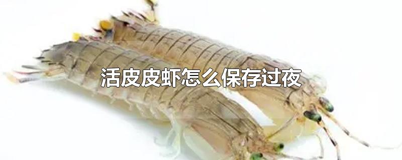 活皮皮虾怎么保存过夜