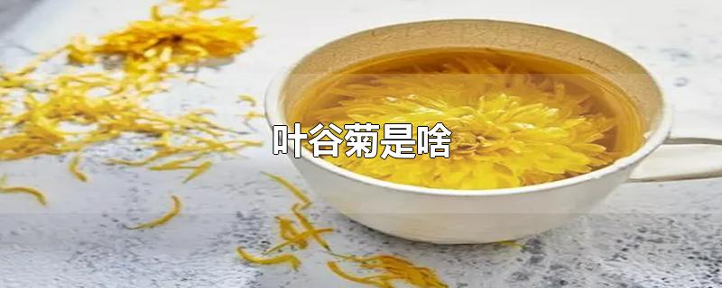 叶谷菊是啥