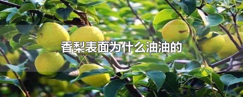 香梨表面为什么油油的