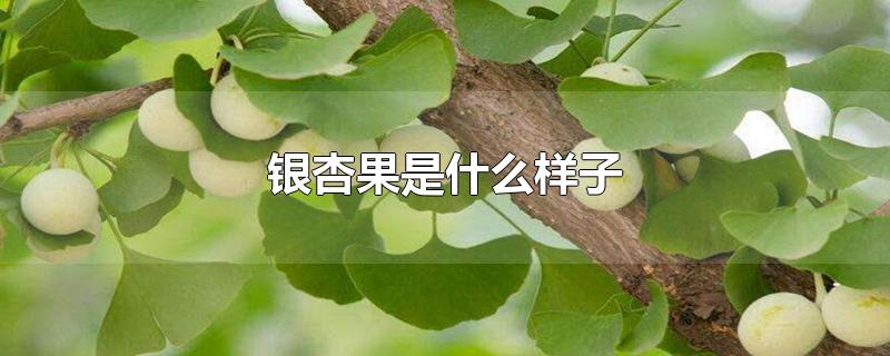 银杏果是什么样子