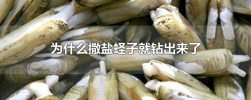 为什么撒盐蛏子就钻出来了