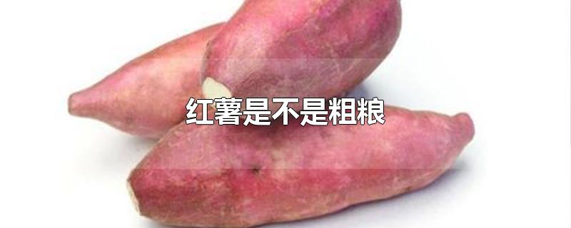 红薯是不是粗粮