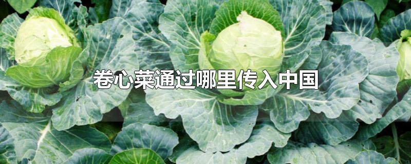 卷心菜通过哪里传入中国