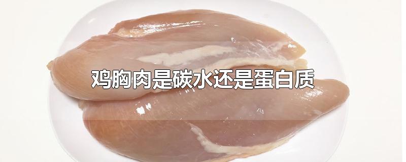 鸡胸肉是碳水还是蛋白质