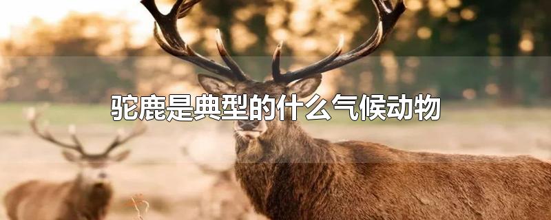 驼鹿是典型的什么气候动物