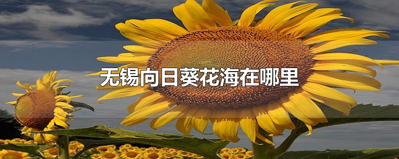 无锡向日葵花海在哪里