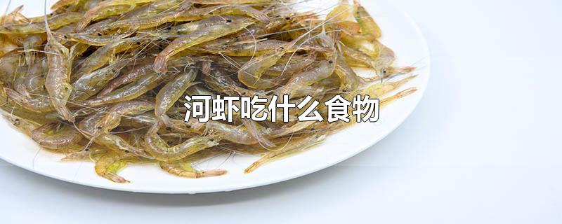 河虾吃什么食物