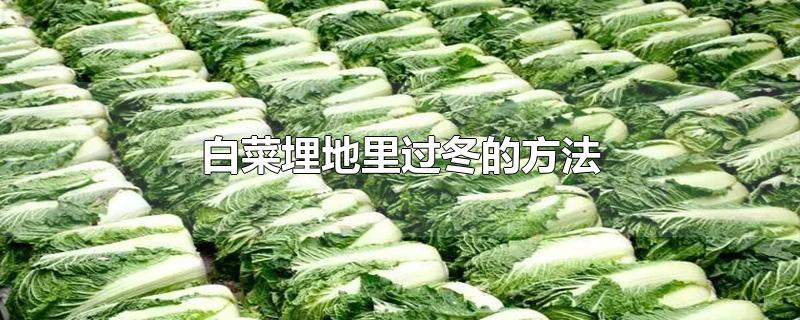 白菜埋地里过冬的方法